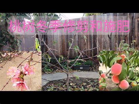 桃子樹種植|如何種植桃樹：何時種植以及如何種植